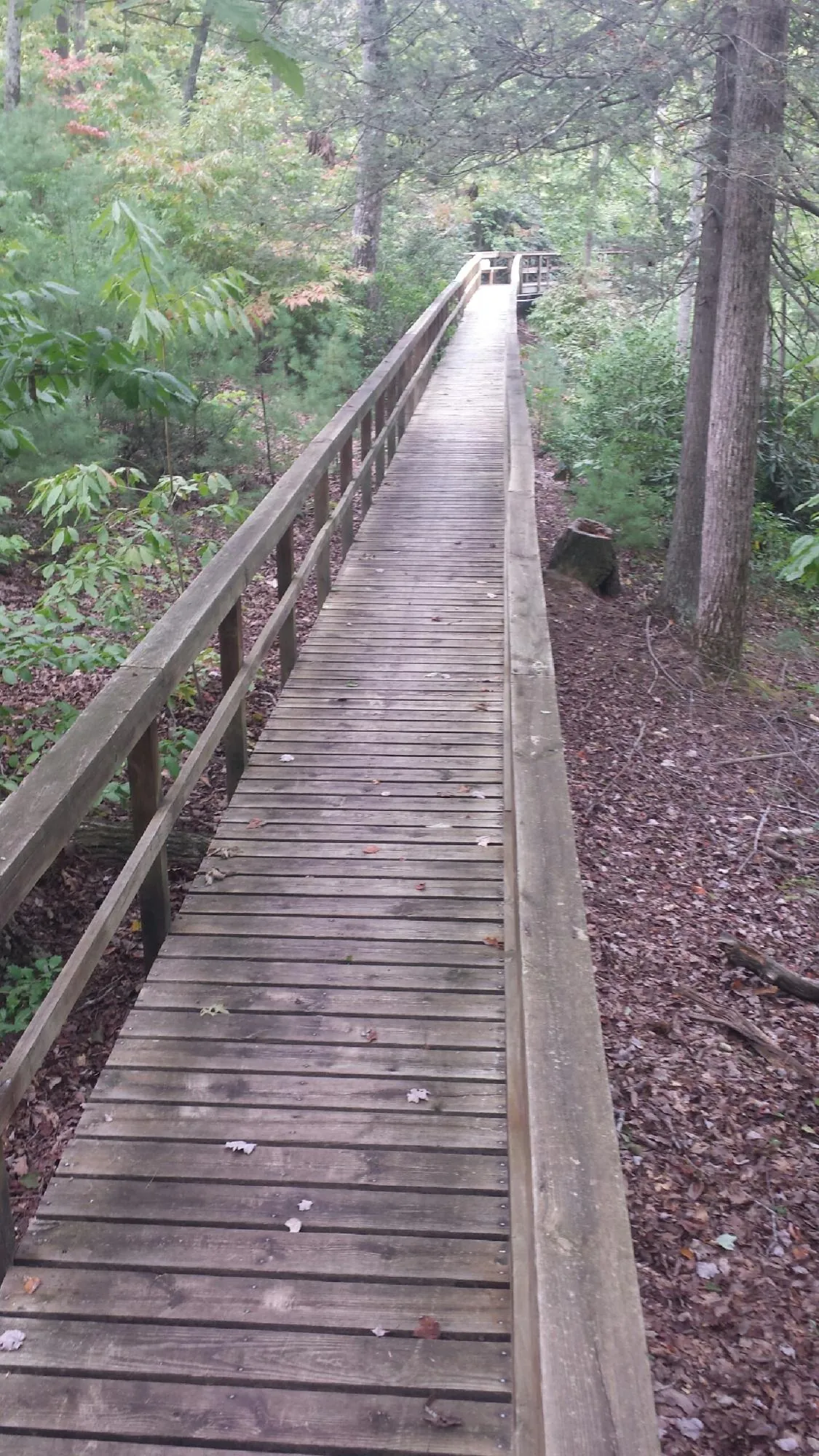 Long wood walkway with handrails built through the woods in Vinton